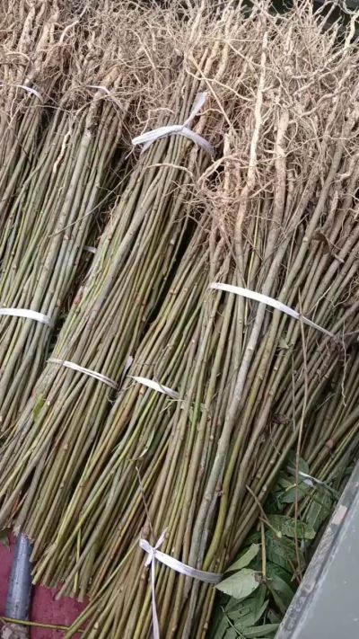 臭椿苗，一年子播苗，大量供应！苗圃基地直销。需要联系