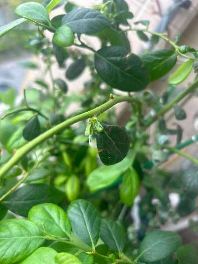 蓝莓白粉虱：从识别到防治的全指南