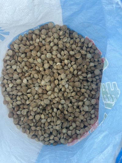 
**西北杏核&mdash;&mdash;来自大漠的自然馈赠**

在广袤的西北大地，阳光充足、昼夜温差