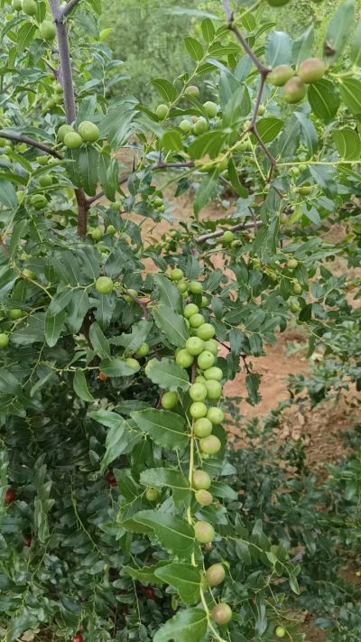 晋酸六号，药用酸枣高产苗。需要联系18534302961