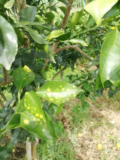 叶斑病，真菌感染