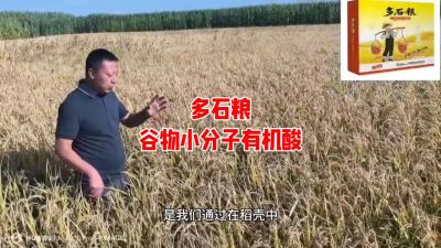 多石粮--谷物小分子有机酸
水稻/小麦，分蘖期 孕穗期 灌浆期 ，使用3次，增产看得见