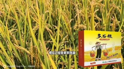 多石粮-谷物小分子有机酸，田间表现。
剑叶挺拔，灌浆饱，千粒重，上粮快。
