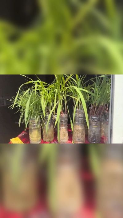 微生物菌剂，出厂前每克添加5亿微生物。最新实验生根育苗，保证不烧苗，促进毛细根增长，抑制病虫害，疏松土壤，保水保肥。近期需要用肥的老板提前联系，19331068337微信同步。