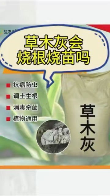 草木灰会不会烧根烧苗呢？ 