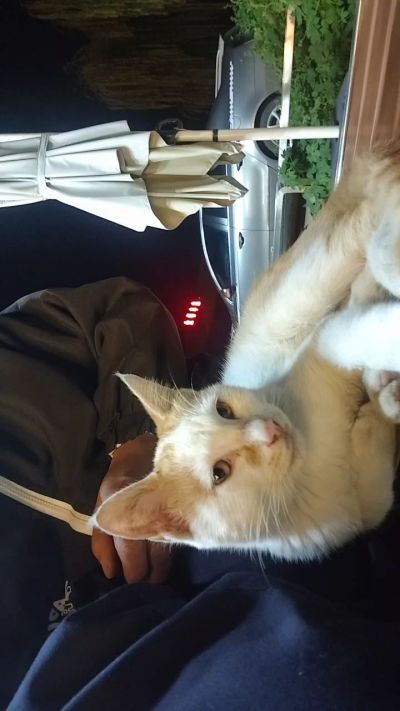 这是我在野外今年春天开始喂养的小猫🐈🐱🐱🐱🐱🐱🐱🐱🐱🐱🐱🐱很可爱