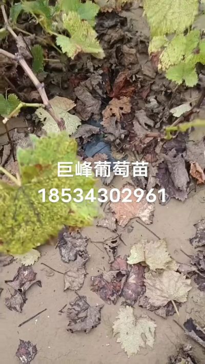 巨峰葡萄苗，一年扦插苗，苗圃基地直销！需要联系18534302961