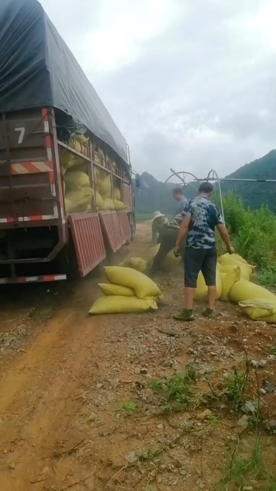种植前先撒草木灰犁地，调节土壤，增加土壤肥力
#农业种植