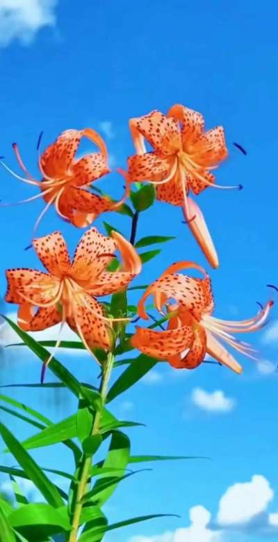 美丽的花散发幻清香，难己释怀。