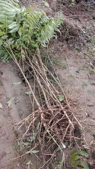 出售臭椿苗，巨峰葡萄苗。药用连翘苗，科研五号优质种苗，2/5年苗，药用连翘树，挂果树，全国包邮到家！财富密码18534302961