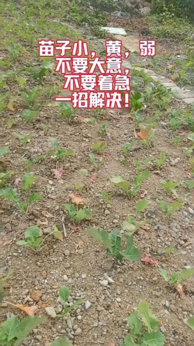 油菜苗子弱苗子小，就用多石粮，5天见效果。