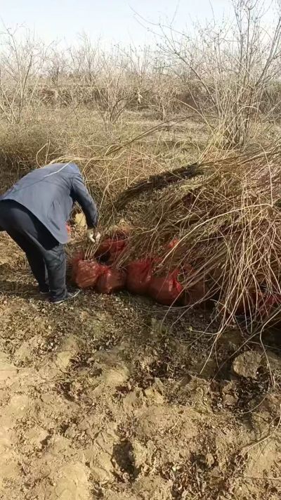 出售药用连翘苗，科研五号优质种苗，2/5年苗，药用连翘树，挂果树，全国包邮到家！财富密码18534302961出售药用连翘苗，科研五号优质种苗，2/5年苗，药用连翘树，挂果树，全国包邮到家！财富密码1