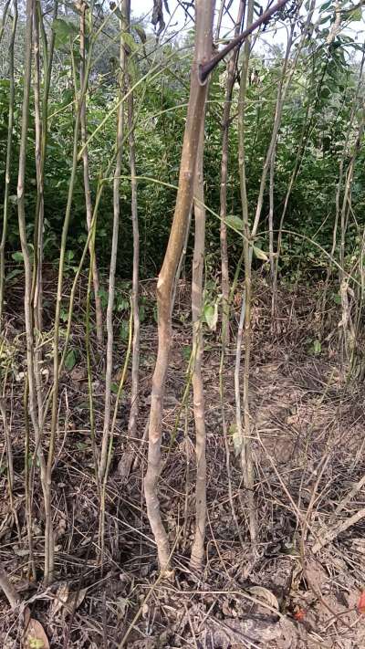 出售臭椿苗，巨峰葡萄苗。药用连翘苗，科研五号优质种苗，2/5年苗，药用连翘树，挂果树，全国包邮到家！财富密码18534302961