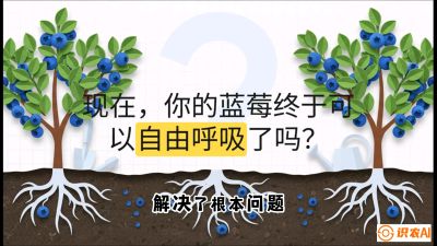 第3节：别把树&ldquo;憋死&rdquo;&mdash;&mdash;正确的定植与换盆手法,   课程：《蓝莓&ldquo;高产&rdquo;实战课：从选苗到丰收的10个关键点》