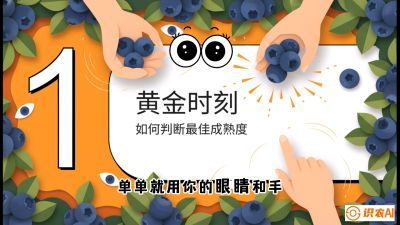 第10节：完美的&ldquo;果粉&rdquo;&mdash;&mdash;采摘时机与保鲜， 课程：《蓝莓&ldquo;高产&rdquo;实战课：从选苗到丰收的10个关键点》