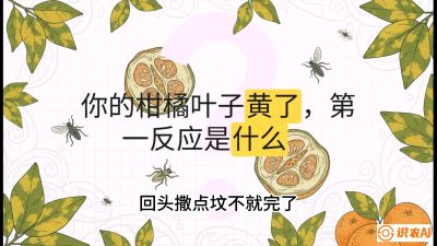 第一节：保命生死线&mdash;&mdash;黄龙病与木虱，课程：《柑橘十大病虫害：从入门到精通》