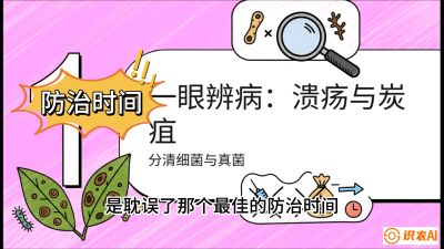 第三节：细菌与真菌&mdash;&mdash;溃疡病与炭疽病，课程：《柑橘十大病虫害：从入门到精通》