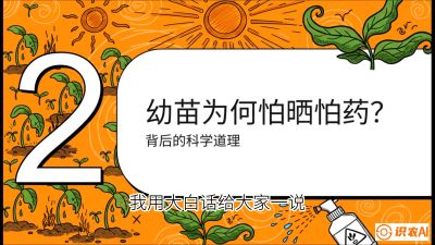 第02节：幼树管理&mdash;&mdash;&ldquo;防晒又防草，树势起得早&rdquo;，课程：《槟榔种植：从不懂到精通的10堂必修课》