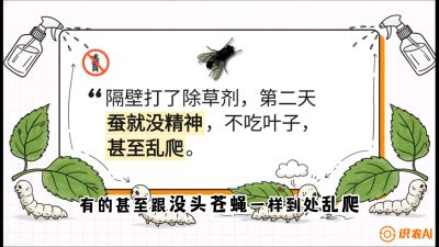 第05节：养蚕人的&ldquo;排雷战&rdquo;&mdash;&mdash;除草剂的生死禁忌，课程：《桑海淘金：桑树高产与蚕桑安全进阶实战课》