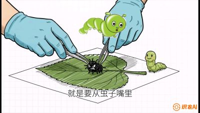 第07节：虫口夺叶（下）&mdash;&mdash;不得不打药时的&ldquo;解毒术&rdquo;，课程：《桑海淘金：桑树高产与蚕桑安全进阶实战课》