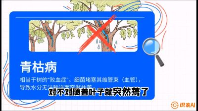 第08节：看不见的杀手&mdash;&mdash;青枯病与萎缩病，课程：《桑海淘金：桑树高产与蚕桑安全进阶实战课》