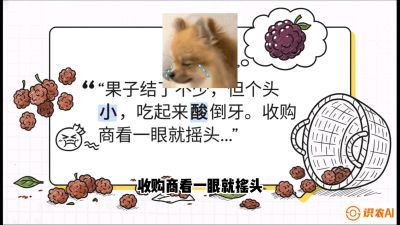 第10节：甜蜜的科学&mdash;&mdash;膨大、增甜与转色，课程：《桑海淘金：桑树高产与蚕桑安全进阶实战课》