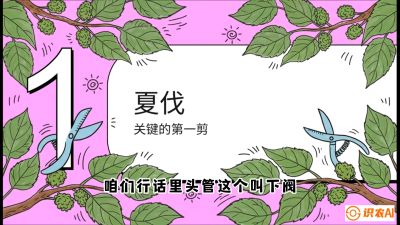 第11节：叶果双收&mdash;&mdash;特殊的夏伐与冬伐，课程：《桑海淘金：桑树高产与蚕桑安全进阶实战课》