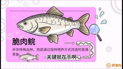 第六节：【老品升级&middot;脆肉鲩】如何让草鱼身价翻倍？，课程：《黄金鳞甲：2025中国淡水鱼高效养殖实战营》