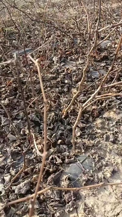 巨峰葡萄苗，一年扦插苗，，全国包邮到家！需要联系18534302961