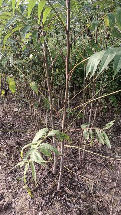臭椿树苗，一年苗，需要联系我