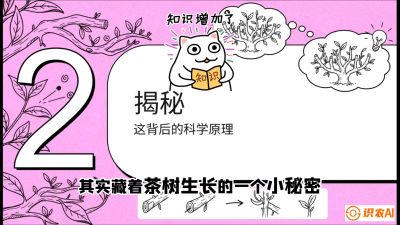 第04节（修剪篇）：树势复活术：从&ldquo;越剪越弱&rdquo;到&ldquo;枝繁叶茂&rdquo;的能量管理与夏秋茶逆袭，课程：《茶金时代：从&ldquo;看天吃饭&rdquo;到&ldquo;精准控局&rdquo;的茶叶高产提质实战课》