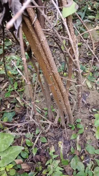 出售药用连翘苗，科研五号优质种苗，2/5年苗，药用连翘树，挂果树，全国包邮到家！财富密码18534302961出售药用连翘苗，科研五号优质种苗，2/5年苗，药用连翘树，挂果树，全国包邮到家！财富密码1