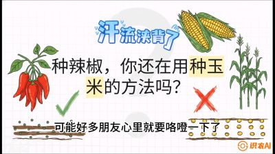 第1节：【品种定江山】工业辣椒vs小米辣：底肥公式与密度陷阱的&ldquo;百万生意经&rdquo;，课程：《辣椒种植实战特训营，从工业辣椒到精品小米辣，教你如何把&ldquo;草&rdquo;种成&ldquo;金&rdquo;》