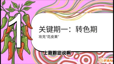 第8节：【小米辣线椒专场】颜值即正义！防花皮、防炭疽，打造收购商抢着要的&ldquo;精品果&rdquo;，课程：《辣椒种植实战特训营，从工业辣椒到精品小米辣，教你如何把&ldquo;草&rdquo;种成&ldquo;金&rdquo;》
