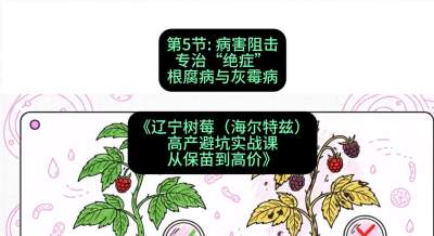 第五节： 病害阻击&mdash;&mdash;专治&ldquo;绝症&rdquo;根腐病与灰霉病，课程：《辽宁树莓（海尔特兹）高产避坑实战课：从保苗到高价》
