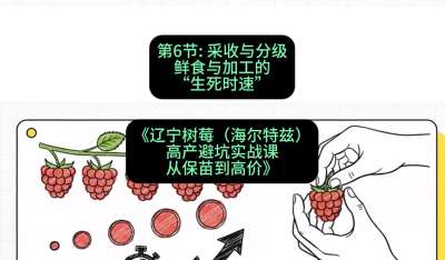 第六节： 采收与分级&mdash;&mdash;鲜食与加工的&ldquo;生死时速&rdquo;，课程：《辽宁树莓（海尔特兹）高产避坑实战课：从保苗到高价》