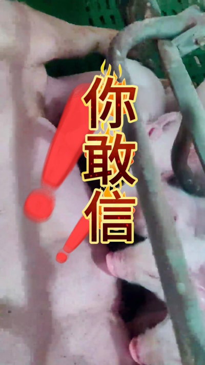 小猪抢不到奶，干瘦不长肉？成活率总上不去？😭
自从用上南商农科这款仔猪补奶机，再也没这烦恼！
✅ 一键设置下料参数，新手也能上手
✅ 恒温补奶，小猪抢着喝，长势超均匀
从车间精工组装到猪场落地使用，每