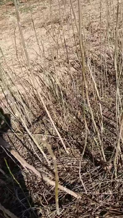 出售臭椿苗，巨峰葡萄苗。药用连翘苗，科研五号优质种苗，2/5年苗，药用连翘树，挂果树，全国包邮到家！财富密码18534302961