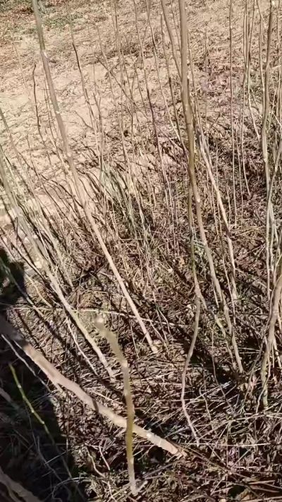 出售臭椿苗，巨峰葡萄苗。药用连翘苗，科研五号优质种苗，2/5年苗，药用连翘树，挂果树，全国包邮到家！财富密码18534302961