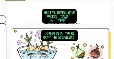 第01节：赢在起跑线&mdash;&mdash;种球的&ldquo;洗澡&rdquo;与&ldquo;消毒&rdquo;，课程：《卷丹百合&ldquo;无病高产&rdquo;植保实战课》#识农AI