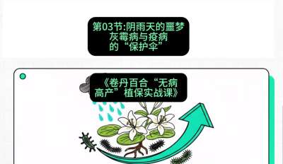 第03节：阴雨天的噩梦&mdash;&mdash;灰霉病与疫病的&ldquo;保护伞&rdquo;，课程：《卷丹百合&ldquo;无病高产&rdquo;植保实战课》#识农AI