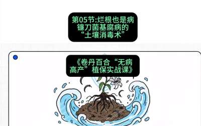 第05节：烂根也是病&mdash;&mdash;镰刀菌基腐病的&ldquo;土壤消毒术&rdquo; ，课程：《卷丹百合&ldquo;无病高产&rdquo;植保实战课》#识农AI
