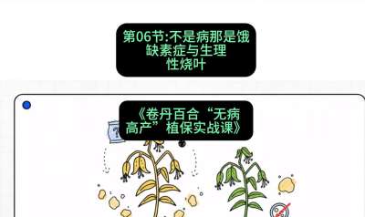 第06节：不是病那是饿&mdash;&mdash;缺素症与生理性烧叶 ，课程：《卷丹百合&ldquo;无病高产&rdquo;植保实战课》#识农AI