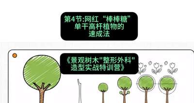 第04节：网红&ldquo;棒棒糖&rdquo;&mdash;&mdash;单干高杆植物的速成法，课程：《景观树木&ldquo;整形外科&rdquo;造型实战特训营》#识农AI