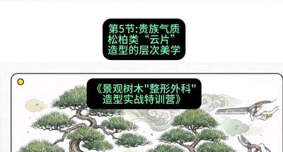 第05节：贵族气质&mdash;&mdash;松柏类&ldquo;云片&rdquo;造型的层次美学，课程：《景观树木&ldquo;整形外科&rdquo;造型实战特训营》#识农AI
