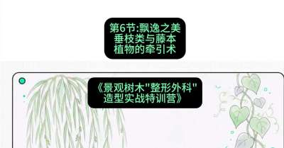 第06节：飘逸之美&mdash;&mdash;垂枝类与藤本植物的牵引术，课程：《景观树木&ldquo;整形外科&rdquo;造型实战特训营》#识农AI